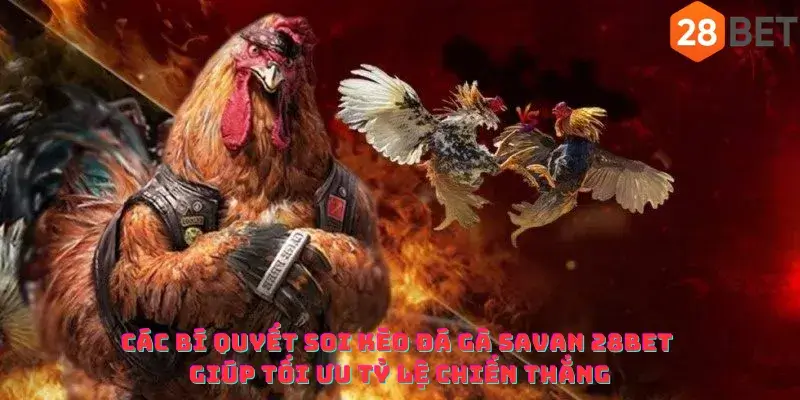 Các bí quyết soi kèo đá gà Savan 28bet giúp tối ưu tỷ lệ chiến thắng