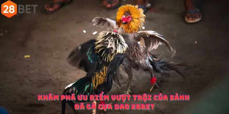 Khám phá Ưu điểm vượt trội của sảnh đá gà cựa dao 28bet