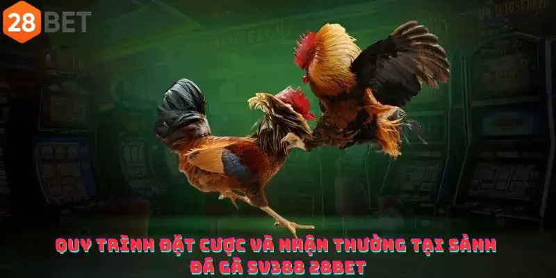 Quy trình đặt cược và nhận thưởng tại sảnh Đá gà SV388 28bet