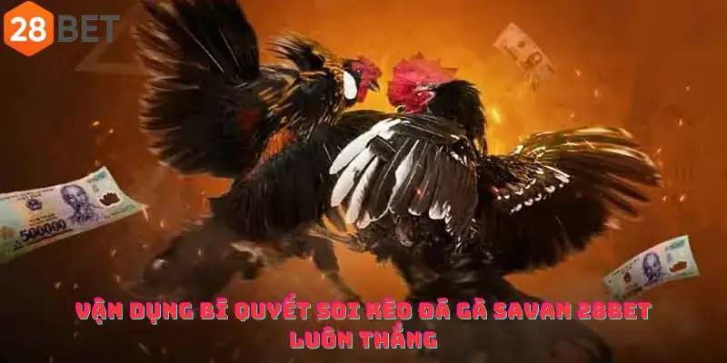 Vận dụng Bí quyết Soi kèo Đá gà Savan 28bet Luôn thắng
