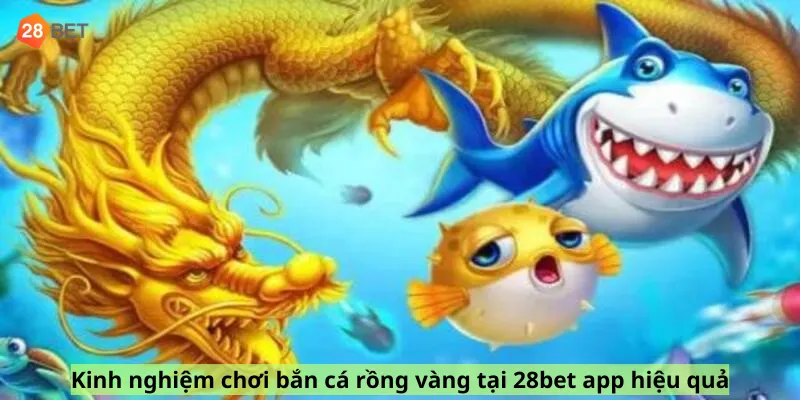 Kinh nghiệm chơi bắn cá rồng vàng tại 28bet app hiệu quả